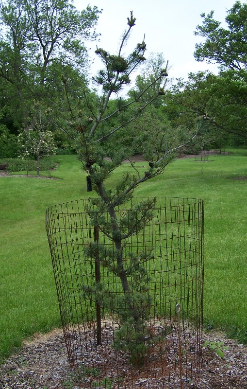 Japanese White Pine