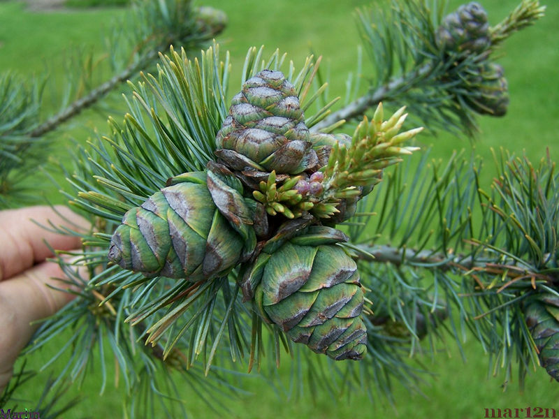 Japanese White Pine cones