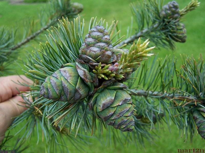 Pine Cones, 2 of, White Pine Cones 