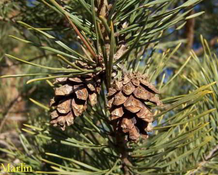 Scots Pine Cones and Foliage