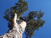 Scotch Pine