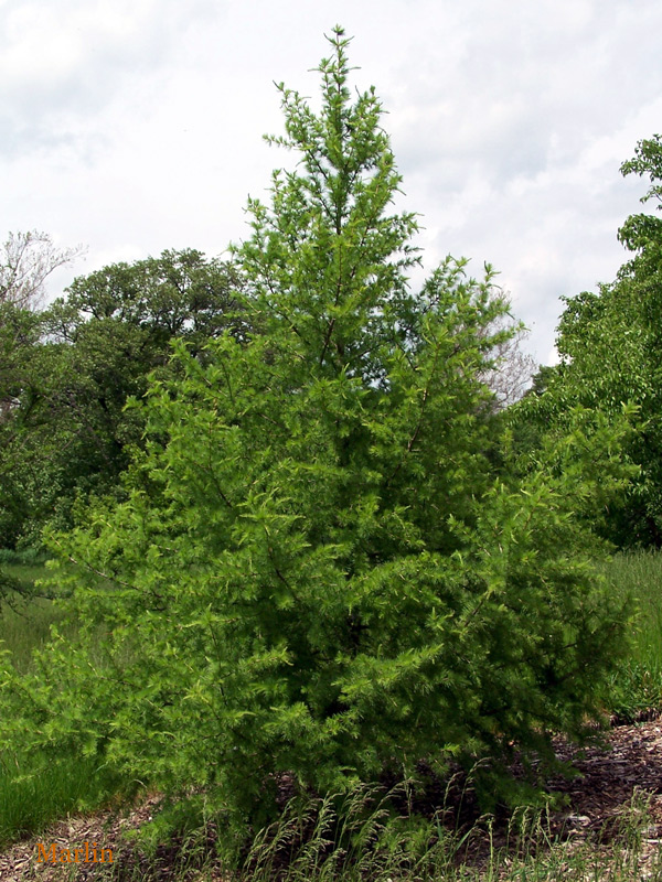 Siberian Larch - Larix sibirica