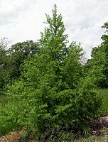 Siberian Larch - Larix sibirica