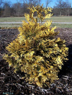 Thuja plicata 'Stoneham Gold'