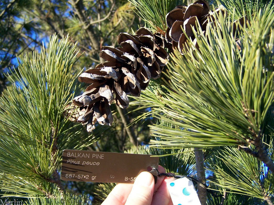 Balkan Pine Cones