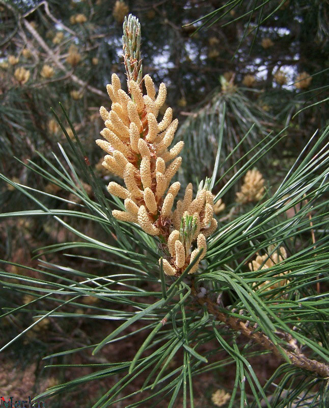 Chinese Hard Pine male 