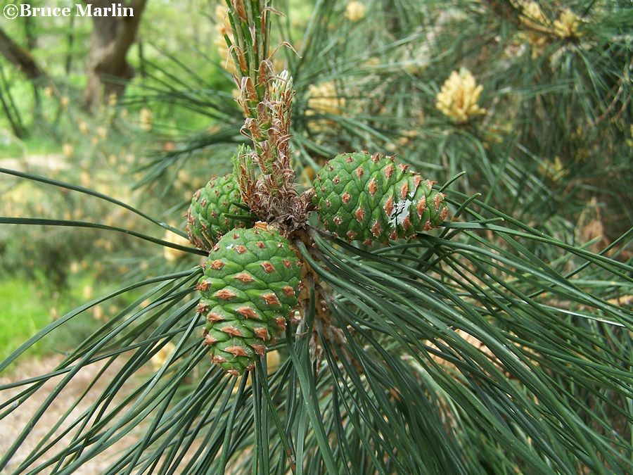 Chinese Hard Pine