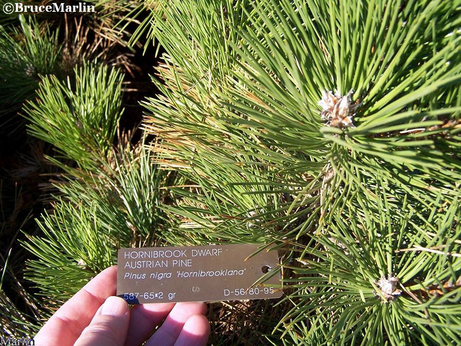 Hornibrook Dwarf Austrian Pine