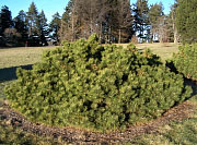 Hornibrook Dwarf Austrian Pine