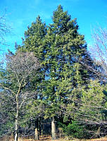 Eastern Hemlock 