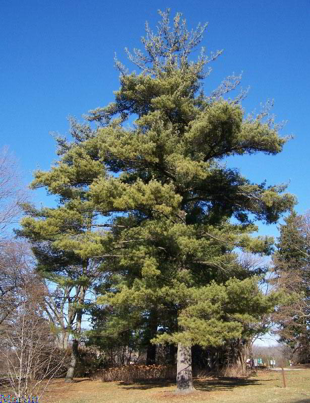 Pinus strobus / Eastern White Pine