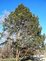 Fremd Eastern Hemlock - Tsuga canadensis 'Fremdii'