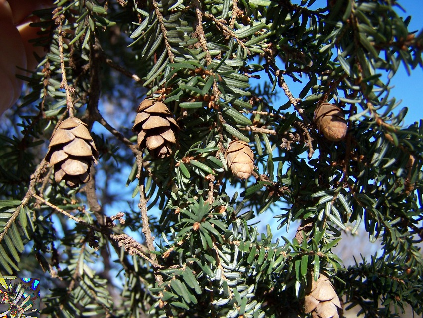 Eastern Hemlock - Tsuga canadensis - North American Insects & Spiders