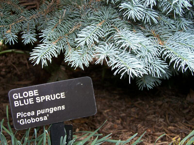 Globe Blue Spruce