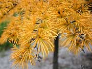 Golden Larch - Pseudolarix amabilis