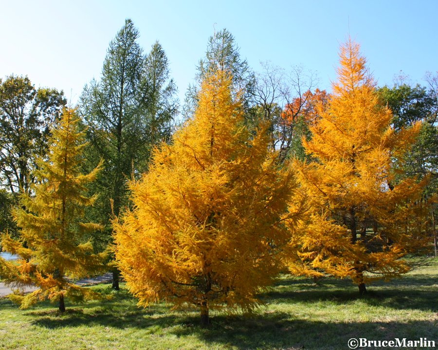 color photograph Golden Larch - Pseudolarix amabilis