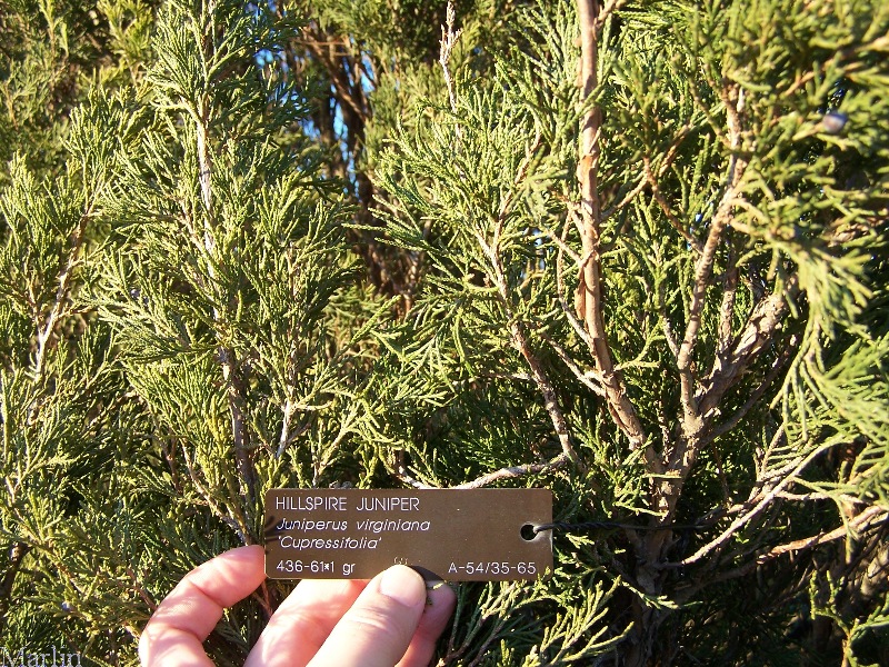 Hillspire Juniper foliage