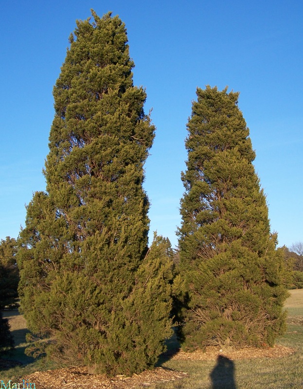 Hillspire Juniper