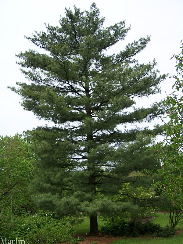 Himalayan White Pine Tree - North American Insects & Spiders