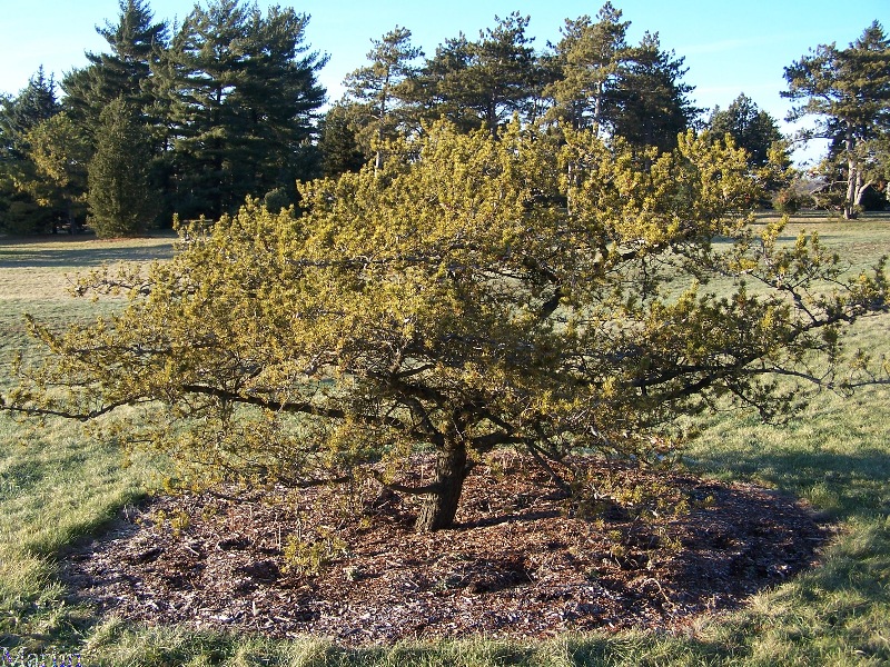 Jack Pine - Pinus banksiana 