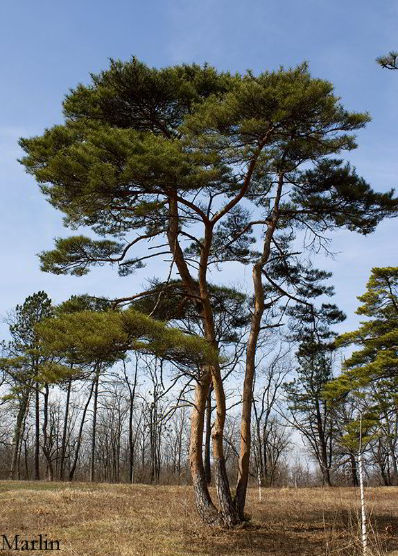 Pinus densiflora