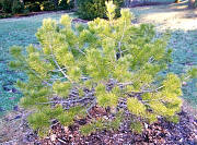 Lacebark Pine