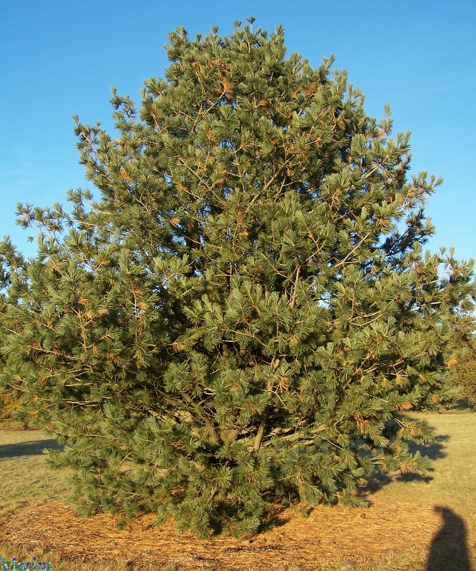Limber Pine