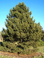 Mugo Pine