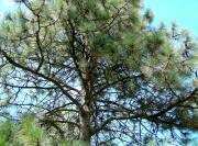 Ponderosa Pine