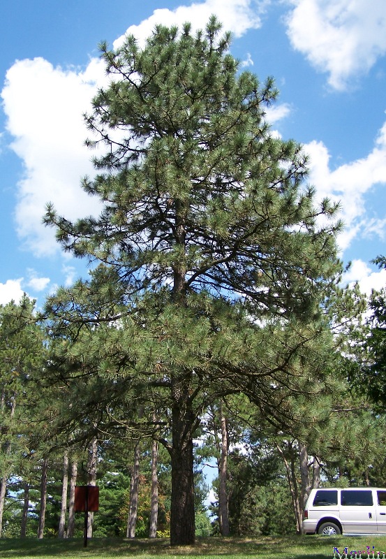 color photo Ponderosa Pine Tree