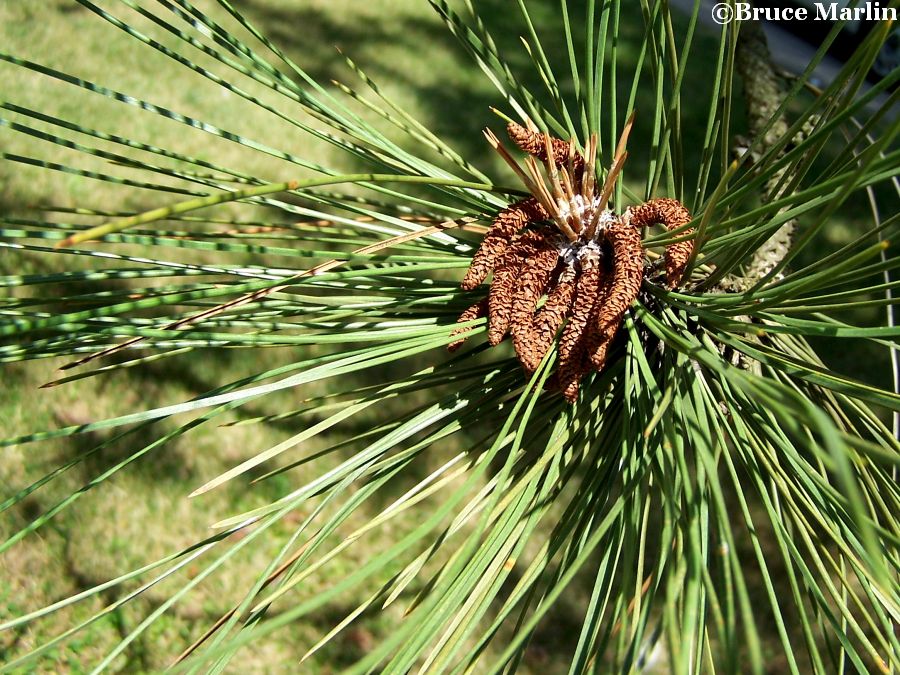 Ponderosa Pine needles