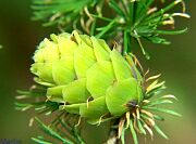 Prince Rupprecht Larch - Larix gmelinii var. principis-rupprechtii