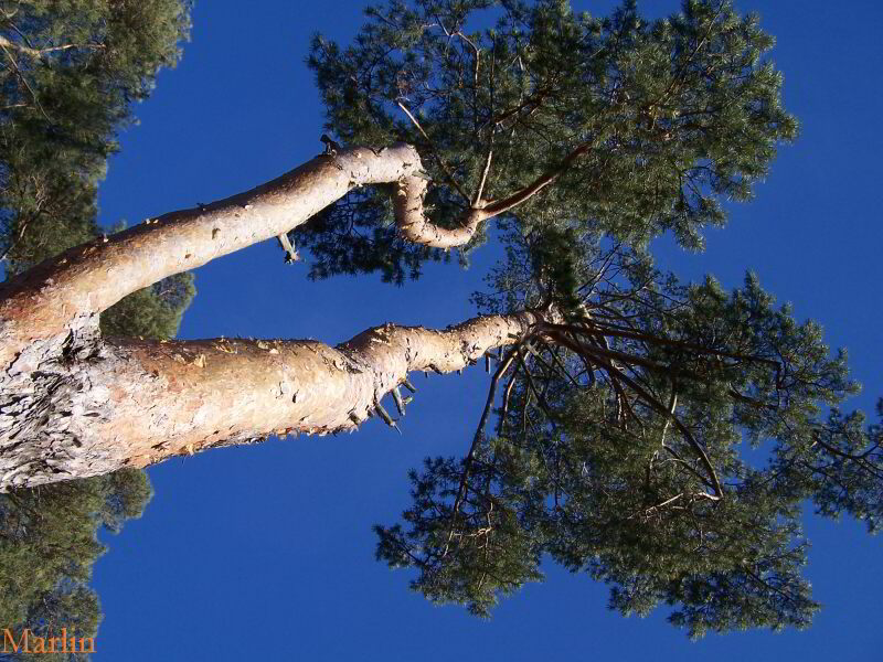 Pinus sylvestris