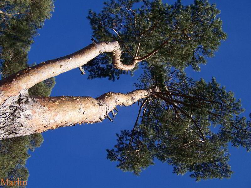 Pinus sylvestris