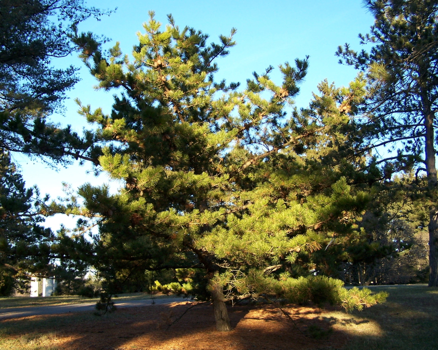 Table Mountain Pine