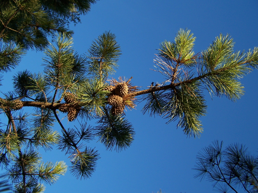 Table Mountain Pine cones & foliage