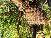 Table Mountain Pine