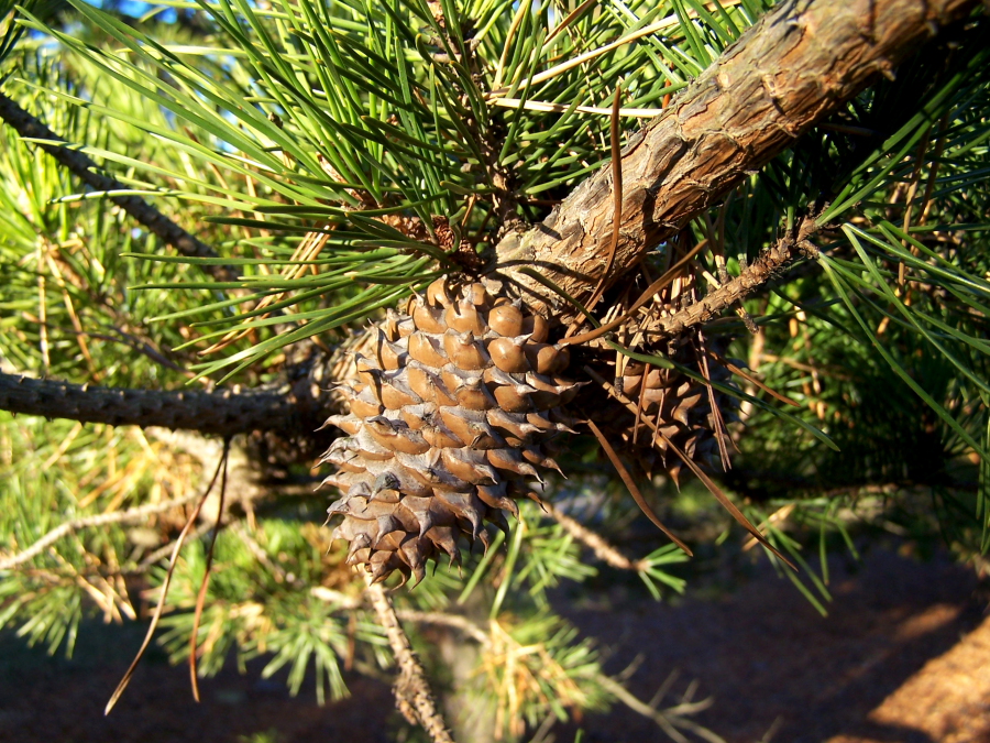Table Mountain Pine cones