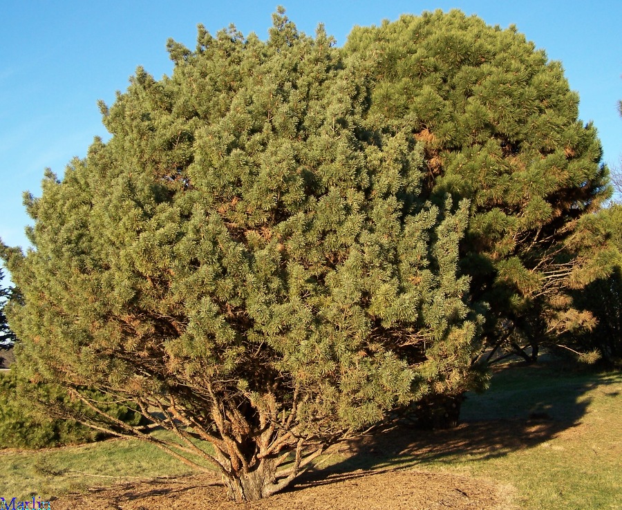 Waterer Scots Pine - Pinus sylvestris 'watereri'