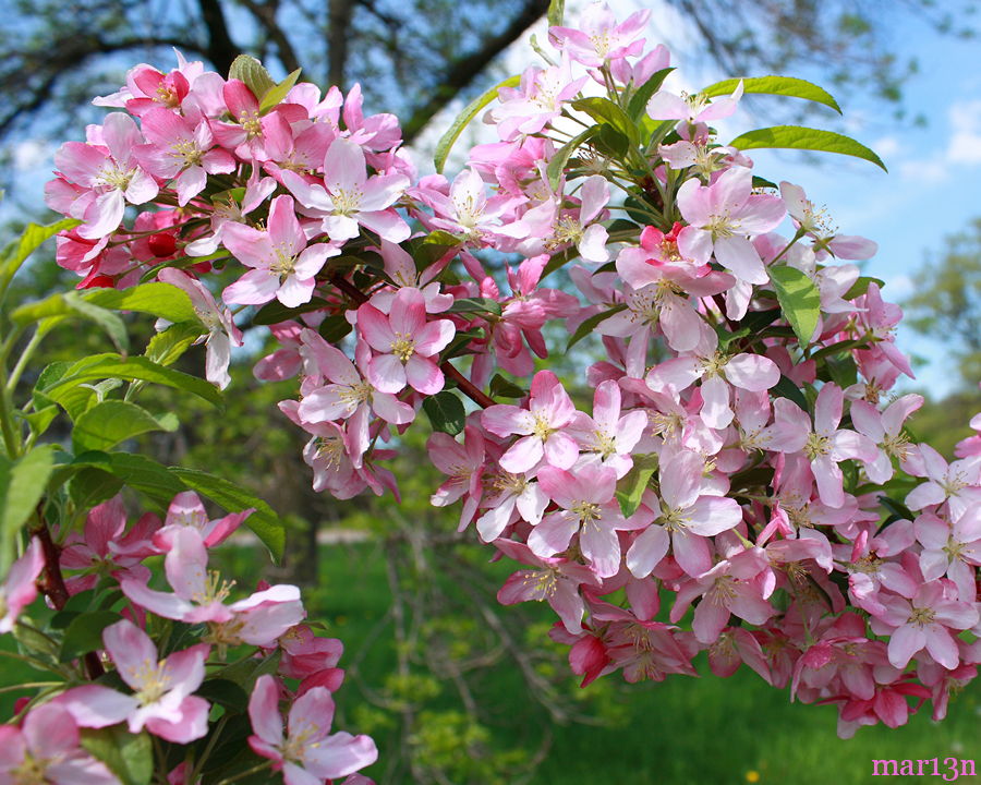 Pink Satin Crabapple blossoms