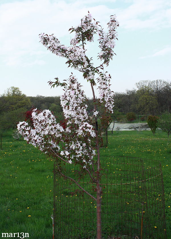 Pink Spires Crabapple