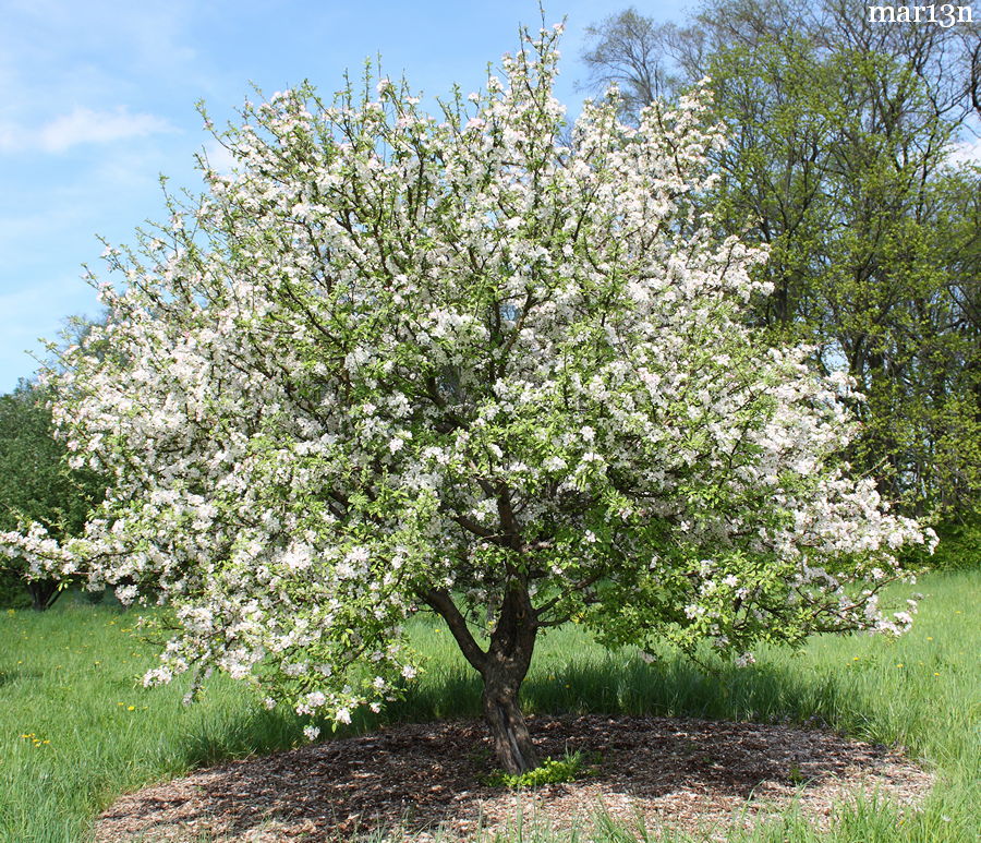 color photo Plum-leaved Crabapple tree in bloom