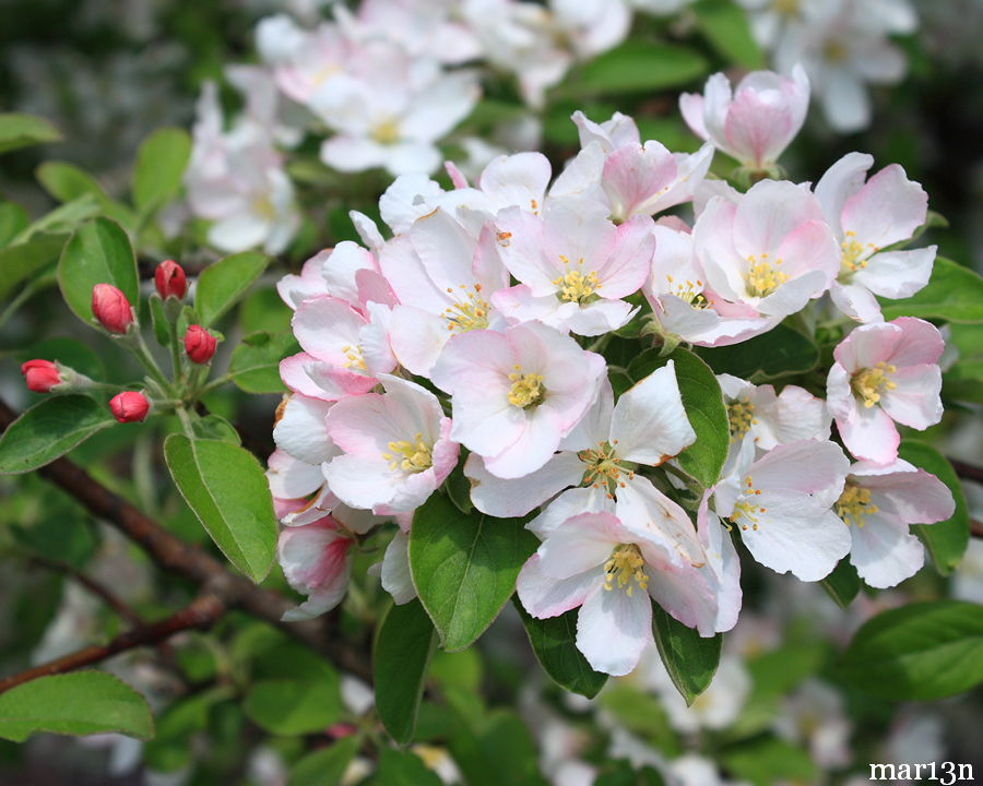 Plum-leaved Crabapple blossoms