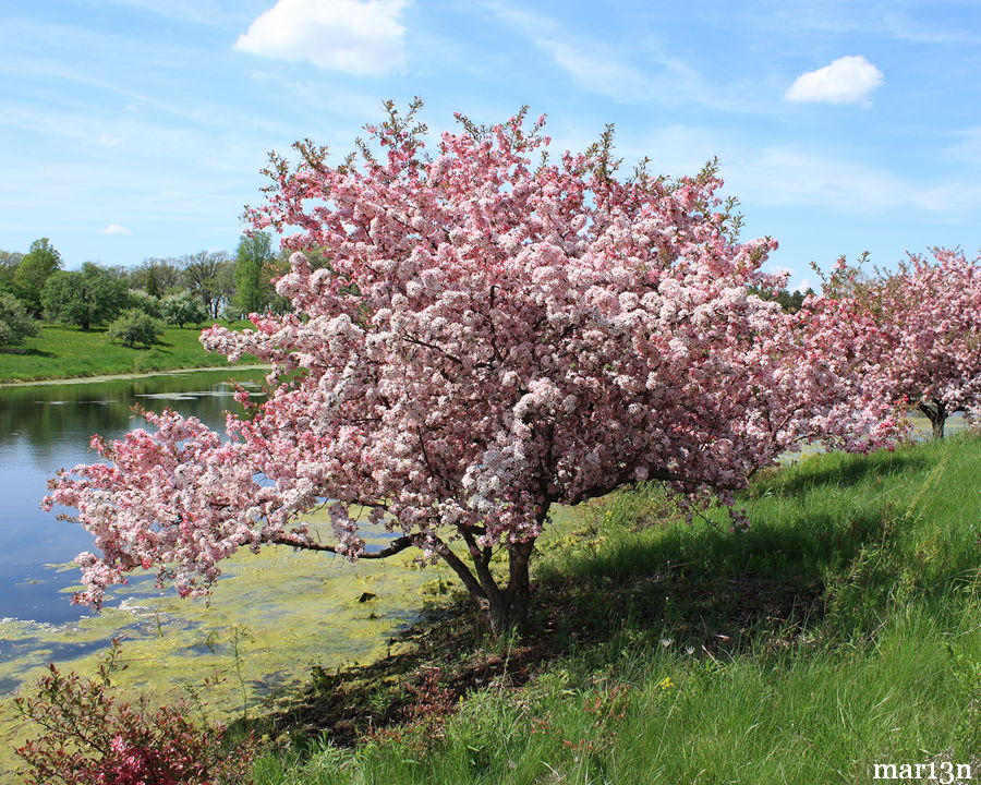 prairie crabapple maid trees tree malus crab american lake fruit water insects spiders landscaping cirrusimage