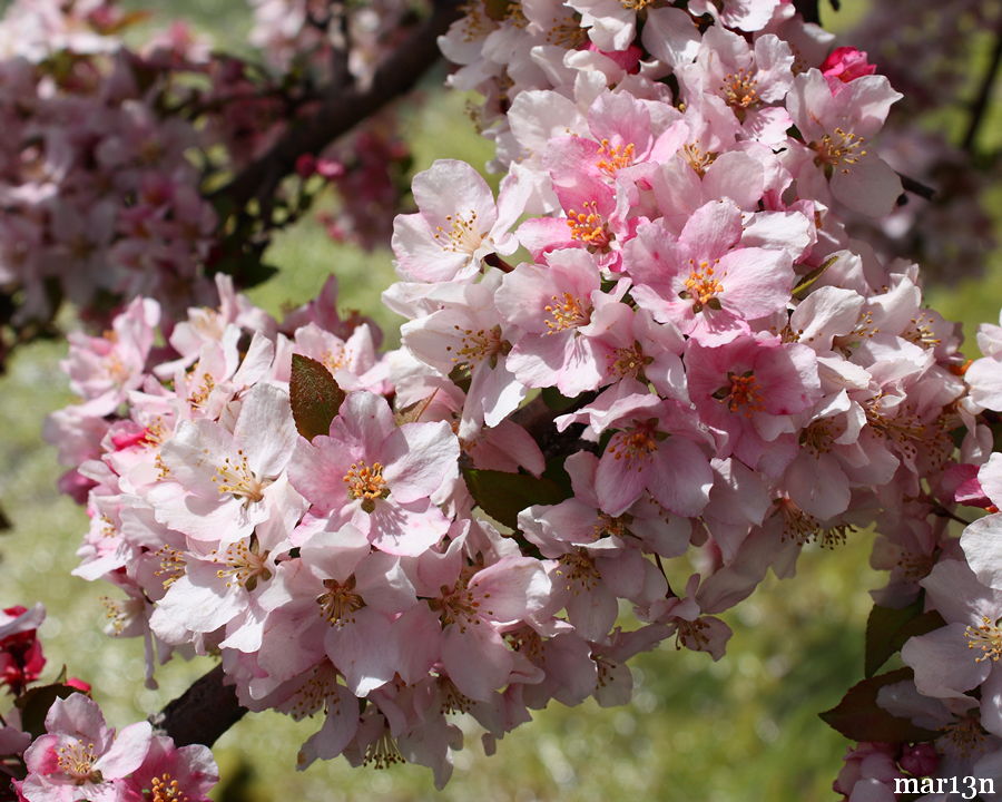 Prairie Maid Crabapple blossoms