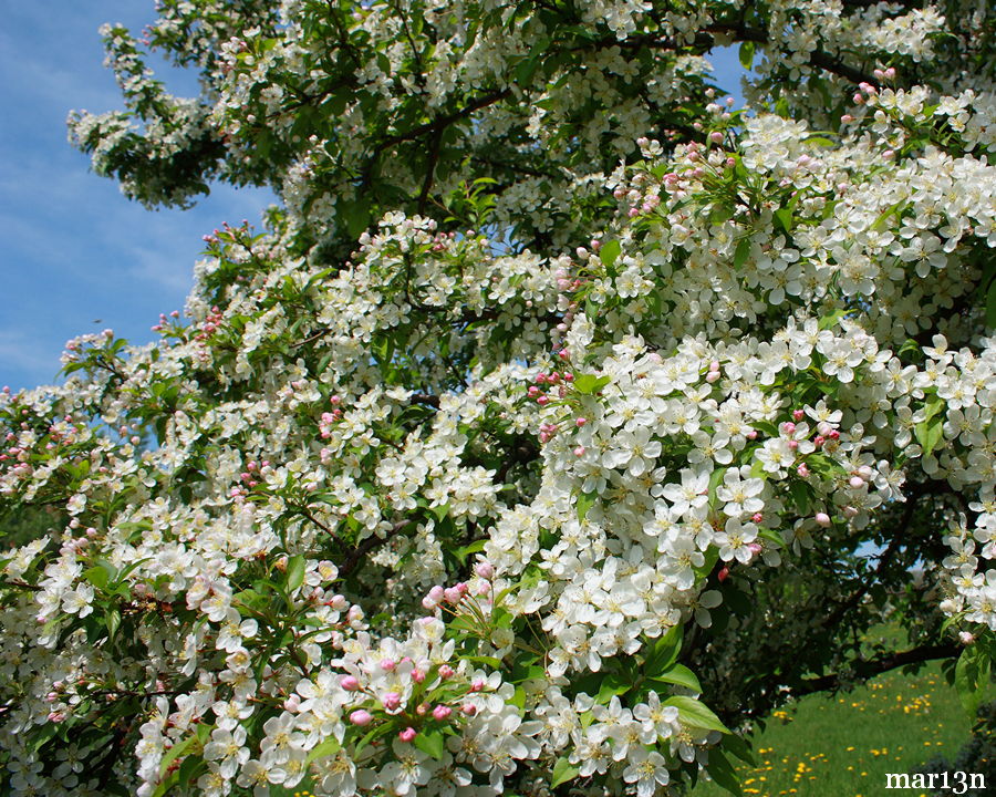 Pratt's Crabapple blossoms