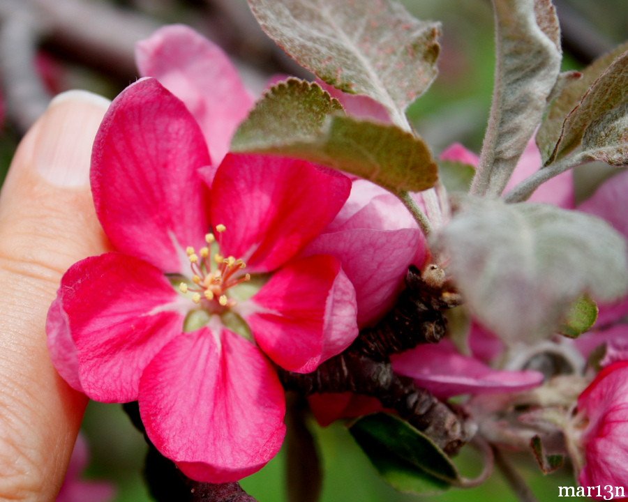 Pretty Marjorie Crabapple blossom
