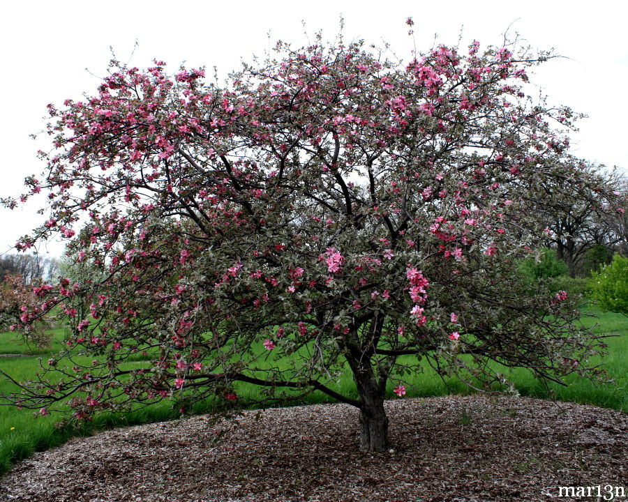 Pretty Marjorie Crabapple