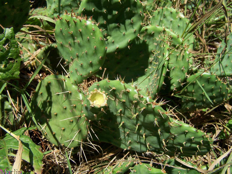 Prickly Pear Cactus