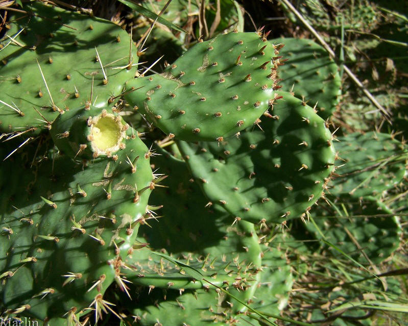 Prickly Pear Cactus